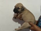 Bullmastiff Puppies
