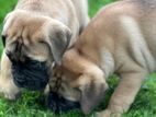 Bullmastiff Puppy