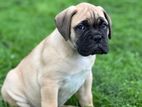 Bullmastiff Puppy