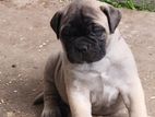 Bullmastiff Puppy