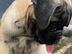 Bullmastiff Puppy