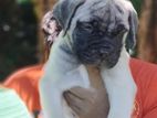 Bullmastiff Puppy