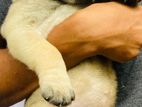 BULLMASTIFF PUPPY