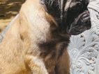 BULLMASTIFF PUPPY