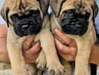 Bullmastiff Puppies