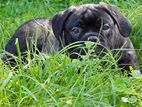 Bullmastiff Puppy