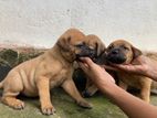 Bullmastiff Puppies