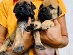 Bullmastiff Puppies