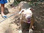 bully female