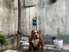 American Bully for Crossing