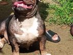 American Bully Dog