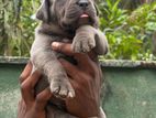 American Bully