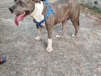 American Bully Female Dog