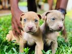 American Bully Puppies