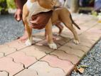 Bully Puppies