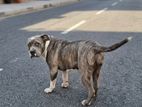American Bully Female