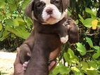 American Bully Puppy
