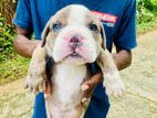 American Bully Puppies