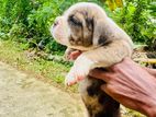 American Bully Puppies