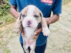 Bully Puppy
