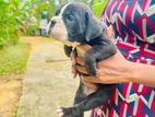 Bully Mix German Shepherd