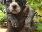 American Bully Puppies