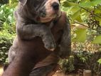 Bully Male Puppy