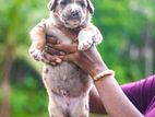 American Bully Puppies