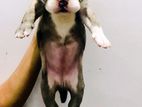 American Bully Puppies