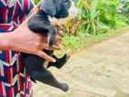 American Bully Puppies