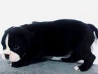 American Bully Puppies