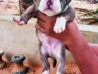American Bully Puppies