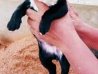 American Bully Puppies