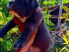 American Bully Puppies