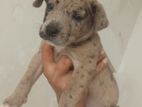 Bully Puppy