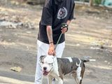 Bully Male Dog For Stud
