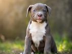 Bully Male Puppy