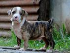 Bully Male Puppy