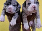 Bully Pocket Size Puppies