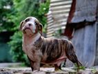 American Bully Puppies