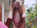 Bully Puppies