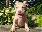 Bully Puppy