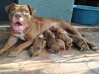 American Bully Puppies