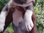 American Bully Puppies