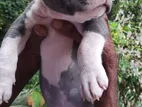 American Bully Puppies