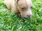 Pitbull Puppy