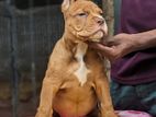 Bully Xl Puppies