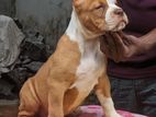 Bully Xl Puppies