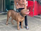 American Bully Dog for Crossing