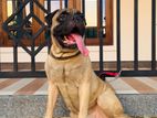 Bullmastiff Male Dog